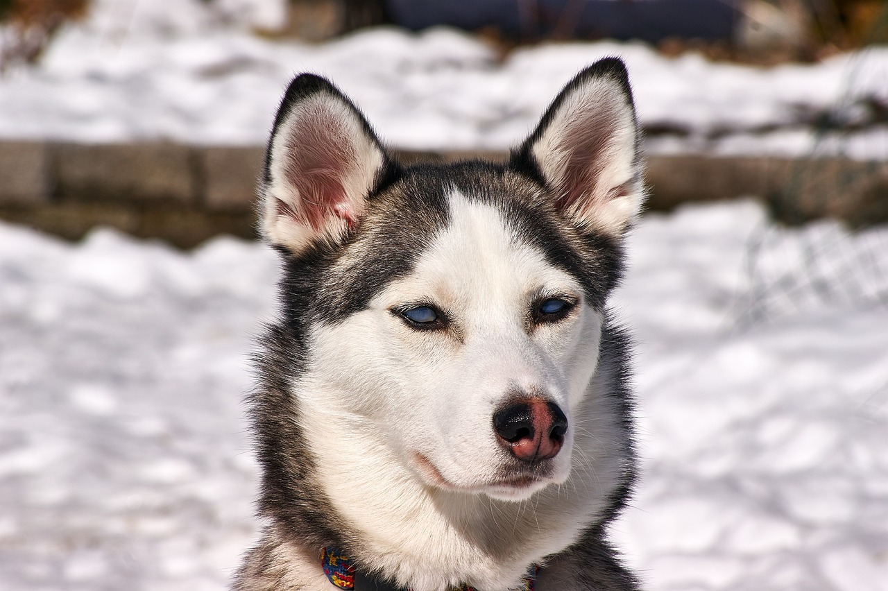 The Characteristics of the Siberian Husky - Fun and Energy